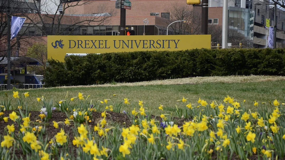 Daffodils in bloom on Drexel's campus