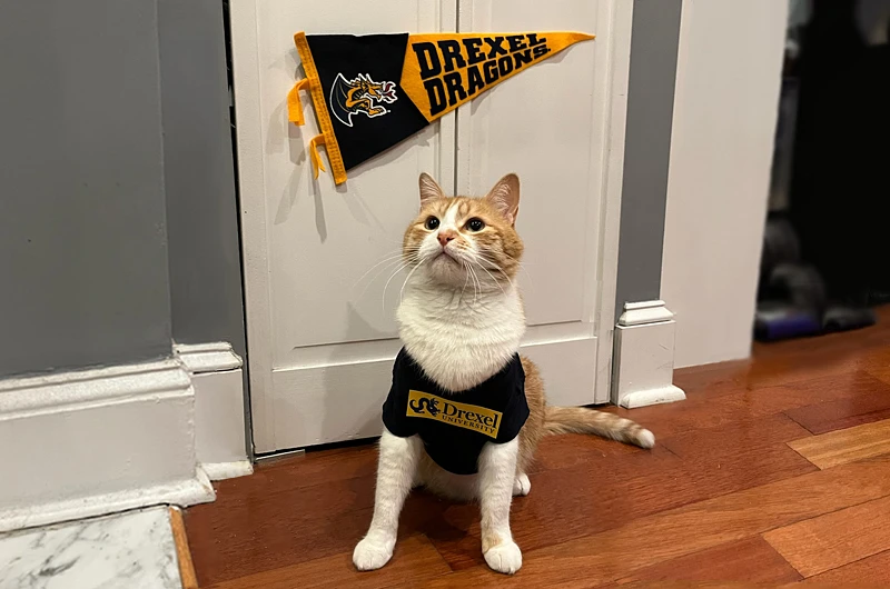 Herman the cat from the popular @hermanshooman TikTok account. 